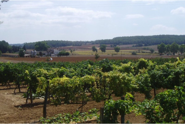 Circuito Spa en Balneario Vichy Catalan y Visita Guiada por Bodega Baronia de Vilademuls con Cata de Vinos para dos (Girona)