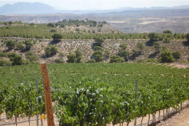 Circuito Spa y Visita a Bodega Pago de Almaraes con Cata de Vinos para dos (Granada)