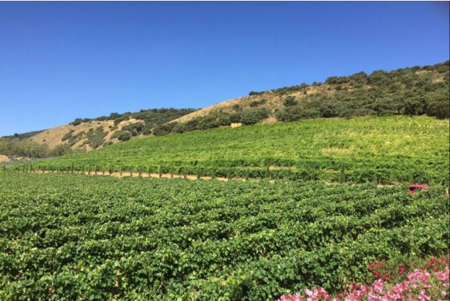Circuito Spa en Hotel Catalonia Ronda 4* y Visita a Bodegas Morosanto con Cata Guiada para dos (Málaga)
