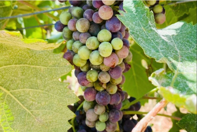 Circuito Spa en Hotel Catalonia Ronda 4* y Visita a Bodegas Morosanto con Cata Guiada para dos (Málaga)