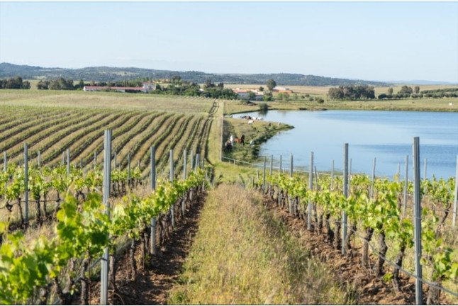 Circuito Spa y Comida o Cena en Gran Hotel Don Manuel 4* y Visita a Bodegas Habla con Cata de Vino para dos (Cáceres)