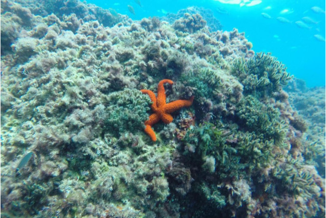 Bautismo de Submarinismo con Reportaje Fotográfico (Ametlla de Mar, Tarragona)