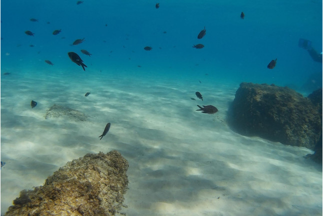 Bautismo de Submarinismo con Reportaje Fotográfico (Ametlla de Mar, Tarragona)