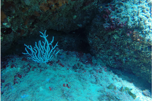Bautismo de Submarinismo con Reportaje Fotográfico (Ametlla de Mar, Tarragona)
