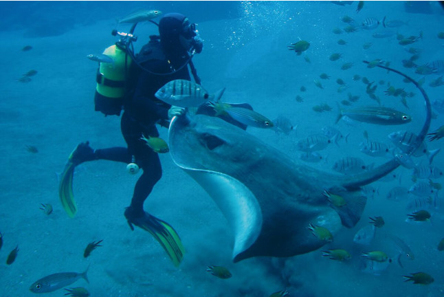 Excursión en Submarino (San Miguel de Abona, Tenerife)