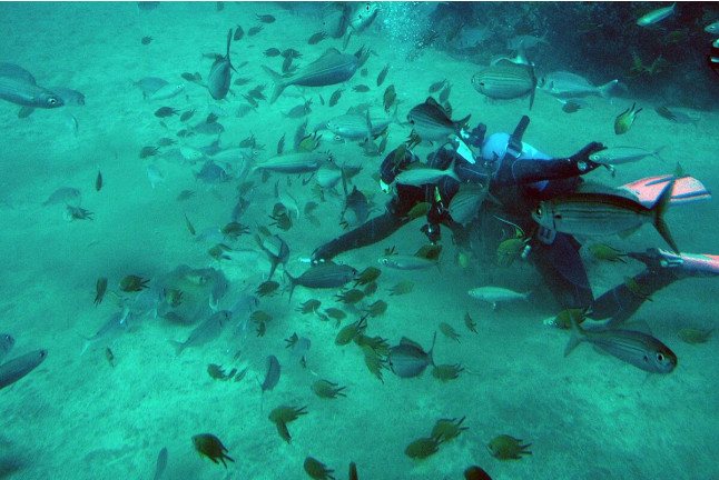 Excursión en Submarino (San Miguel de Abona, Tenerife)