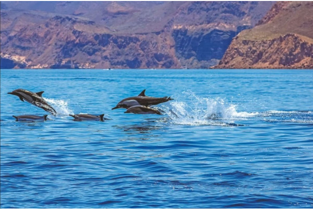 Paseo en Catamarán Super Cat con Avistamiento de Delfines, Comida y Banana Acuática (Gran Canaria)