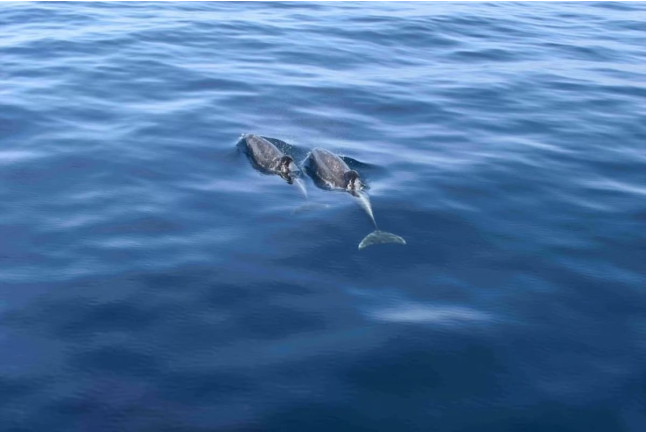 Paseo en Catamarán Super Cat con Avistamiento de Delfines, Comida y Banana Acuática (Gran Canaria)