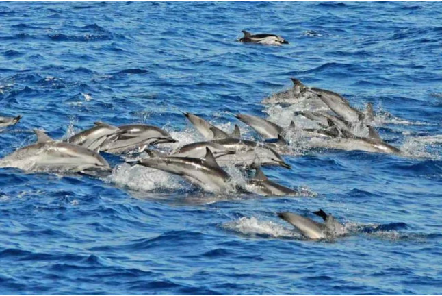 Paseo en Catamarán Super Cat con Avistamiento de Delfines, Comida y Banana Acuática (Gran Canaria)