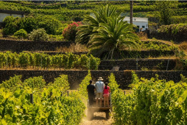 Cata de Vino y Picoteo Gourmet para dos en Bodega Tajinaste (La Orotava, Tenerife)