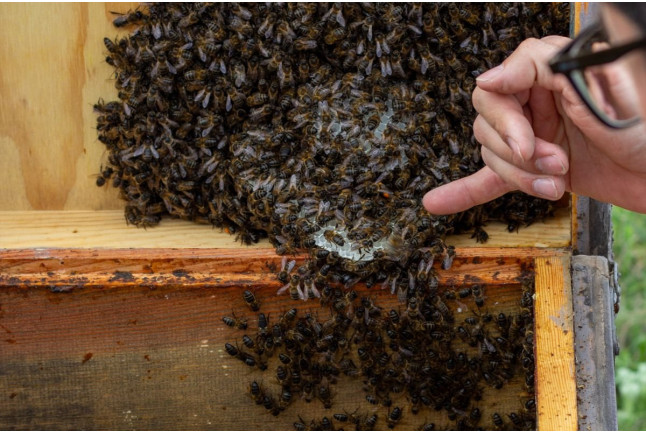 Taller de Apicultura con Degustación de Vino con Miel, AOVE Ecológico y Mieles Ecológicas para dos (Bullas, Murcia)