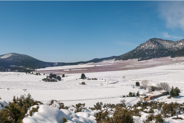 Taller de Apicultura con Degustación de Vino con Miel, AOVE Ecológico y Mieles Ecológicas para dos (Bullas, Murcia)