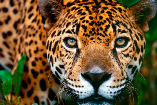Night Safari: Visita Nocturna a Terra Natura Benidorm (Alicante)