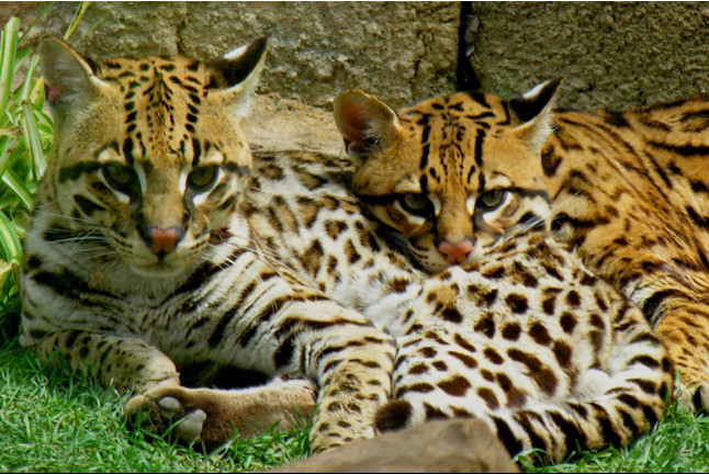 Night Safari: Visita Nocturna a Terra Natura Benidorm (Alicante)