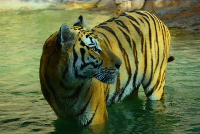 Night Safari: Visita Nocturna a Terra Natura Benidorm (Alicante)