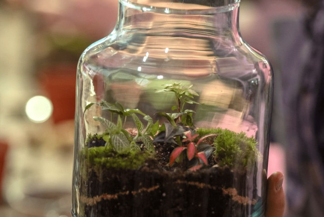 Taller de Terrarios: Crea Tu Propio Ecosistema (Barcelona)