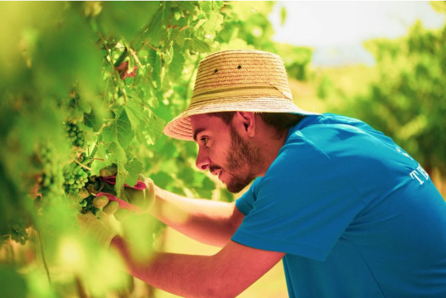 Visita y Cata de Vinos en Bodega Tesalia (Arcos de la Frontera, Cádiz)