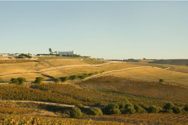 Visita y Cata de Vinos en Bodega Tesalia (Arcos de la Frontera, Cádiz)
