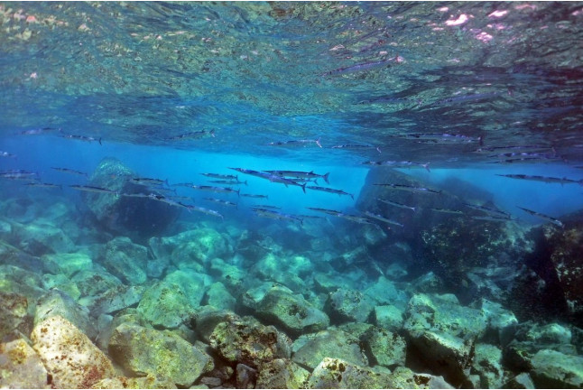 Tour de Snorkel (Fuencaliente de La Palma, Los Canarios)