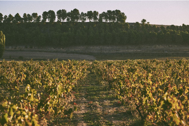 Visita a Tovar Bodega de Bodegas con Cata de Vinos y Aperitivo para dos (Trigueros del Valle, Valladolid)