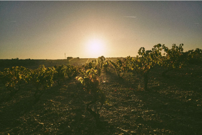 Visita a Tovar Bodega de Bodegas con Cata de Vinos y Aperitivo para dos (Trigueros del Valle, Valladolid)