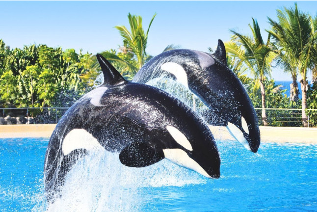 Twin Ticket: Entrada Loro Parque y Siam Park (Tenerife)