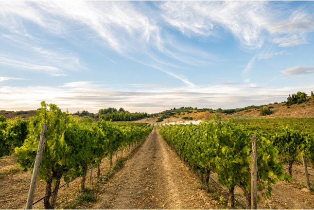 Wine Tour 360º: Visita a Bodega y Cata de Vino para dos en Val Azul (Chinchón, Madrid)