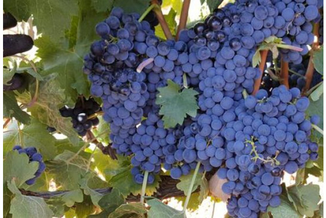 Visita a Bodega Enológica Wamba, Viñedos y Cata de 3 Vinos para dos (Burgos)