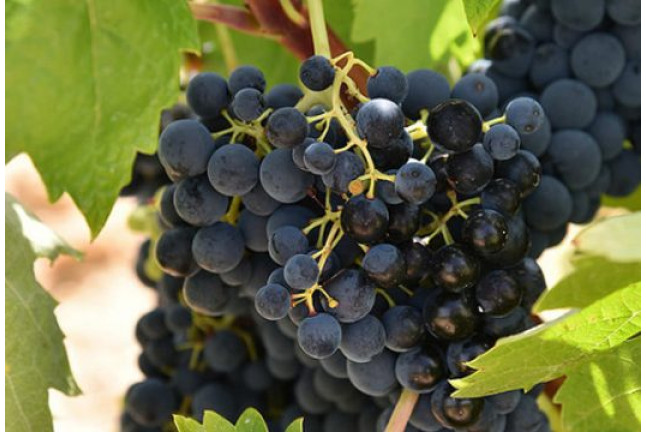 Visita a Bodega Kirios de Adrada con Cata de Vino y Comida para dos (Burgos)