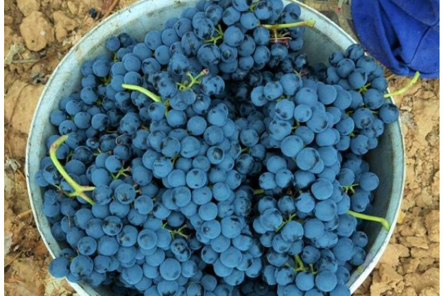 Visita a Bodega Renalterra y Cata de Vino Crianza Ribera del Duero con Aperitivo para dos (Gumiel de Izán, Burgos)