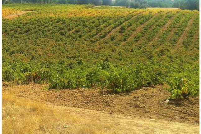 Visita a Bodega Renalterra y Cata de Vino Crianza Ribera del Duero con Aperitivo para dos (Gumiel de Izán, Burgos)