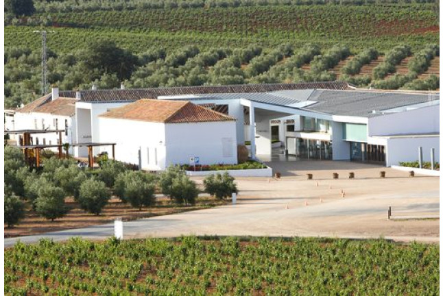 Bodegas Real: Visita a Viñedos con Cata de 2 Vinos para dos (Valdepeñas, Ciudad Real)