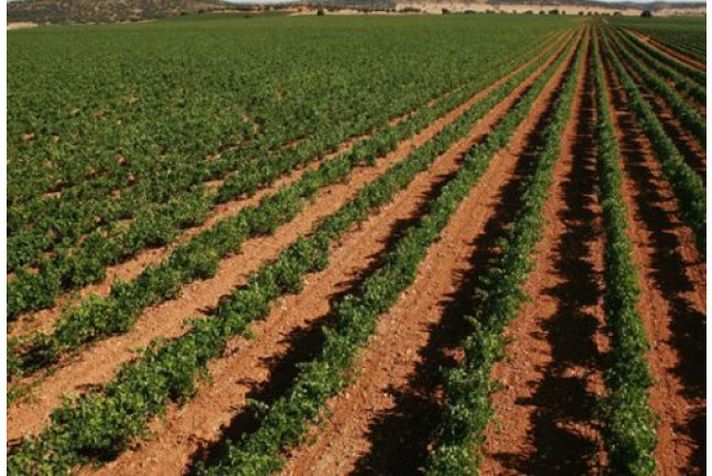 Bodegas Real: Visita a Viñedos con Cata de 2 Vinos para dos (Valdepeñas, Ciudad Real)