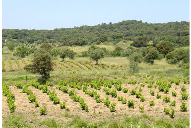 Visita a Bodegas Saavedra, Cata de Vino, Cata de Aceite, Maridaje y Comida para dos (Madrid)