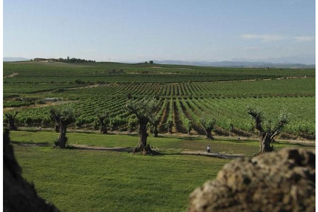 Visita Guiada y Cata en Bodega Laus para dos (Barbastro, Huesca)