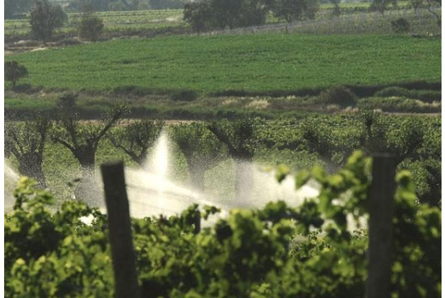 Visita Guiada y Cata en Bodega Laus para dos (Barbastro, Huesca)