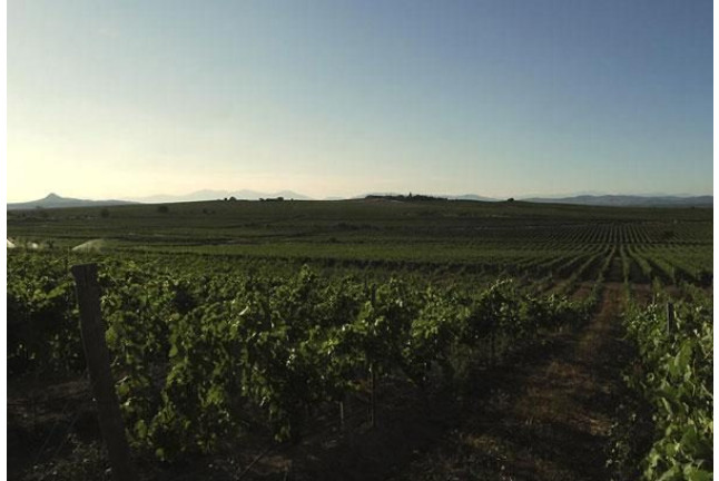 Visita Guiada y Cata en Bodega Laus para dos (Barbastro, Huesca)