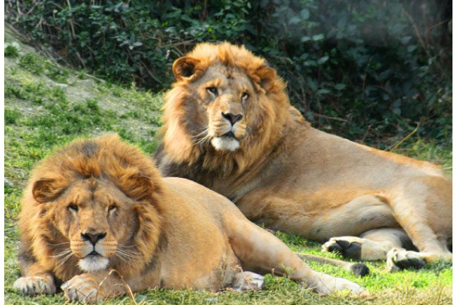 Visita al Safari Serengueti en Selwo Aventura Estepona (Málaga)