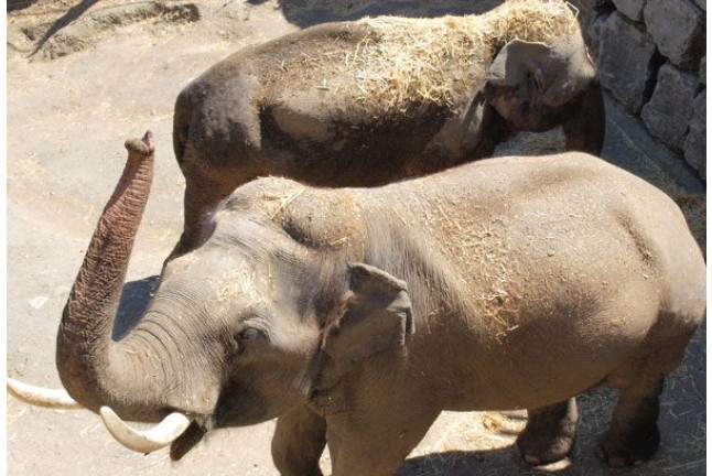 Visita al Safari Serengueti en Selwo Aventura Estepona (Málaga)