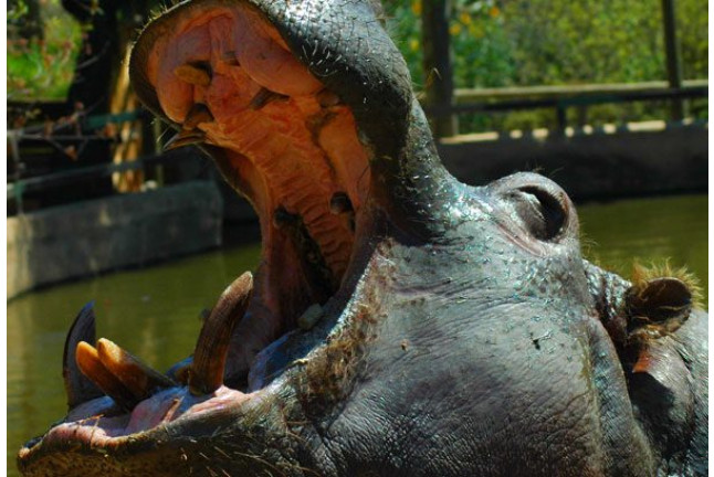 Visita al Safari Serengueti en Selwo Aventura Estepona (Málaga)