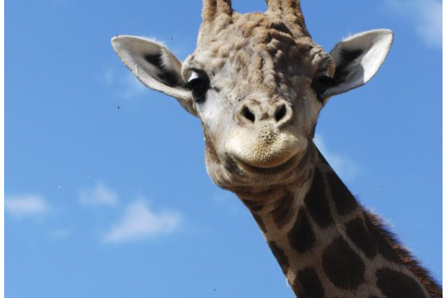 Visita al Safari Serengueti en Selwo Aventura Estepona (Málaga)