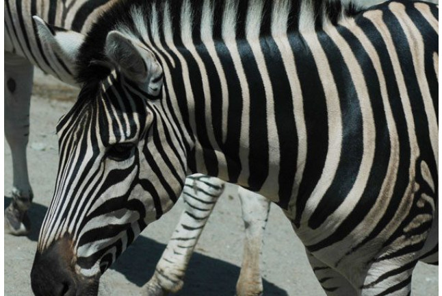 Visita al Safari Serengueti en Selwo Aventura Estepona (Málaga)