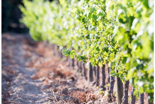 Visita a Celler Vinyes dels Aspres con Cata de Vinos y Degustación a Elegir para dos (Cantallops, Girona)