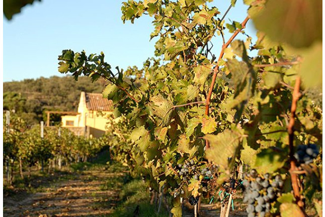 Visita a Celler Vinyes dels Aspres con Cata de Vinos y Degustación a Elegir para dos (Cantallops, Girona)