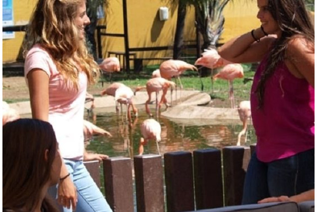 Experiencia con Animales: Visita VIP a Selwo Marina Delfinarium en Exclusiva (Benálmadena, Málaga)