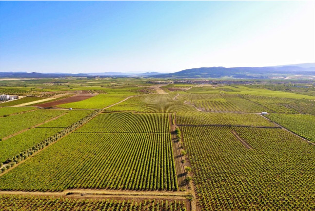 Visita a Bodegas Vicente Gandía con Cata de Vinos y Tabla de Quesos y Embutidos para dos (Las Cuevas de Utiel, Valencia)