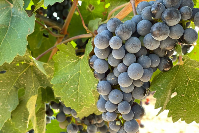 Visita a Bodegas Vicente Gandía con Cata de Vinos y Tabla de Quesos y Embutidos para dos (Las Cuevas de Utiel, Valencia)