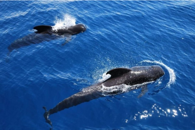 Crucero Vikingo con Avistamiento de Ballenas y Delfines (Santa Cruz de Tenerife)