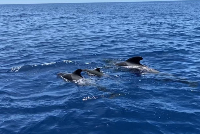 Crucero Vikingo con Avistamiento de Ballenas y Delfines (Santa Cruz de Tenerife)