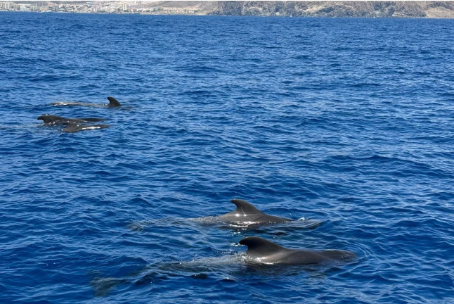 Crucero Vikingo con Bebidas y Baño (Tenerife)  